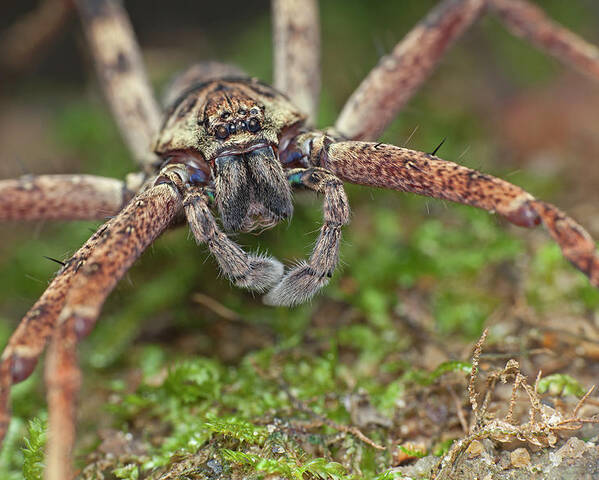 Huntsman Spiders Stock Photo - Download Image Now - Animal, Animal Body  Part, Animal Hair - iStock