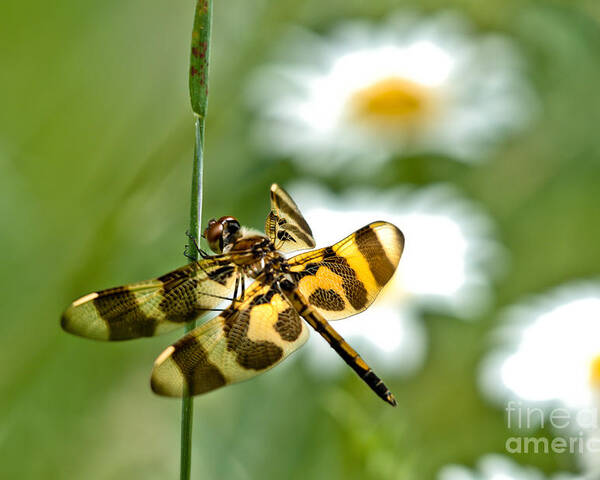 Halloween Pennant Dragonfly Poster featuring the photograph A Dragonfly's Life by Cheryl Baxter