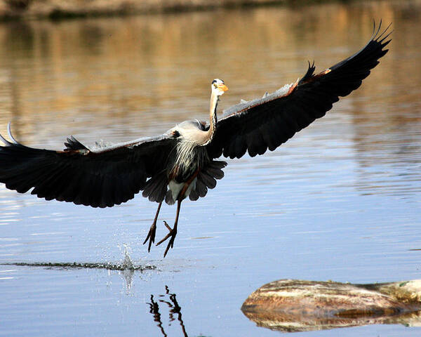 Great Blue Heron Poster featuring the photograph A Perfect Landing by Shane Bechler