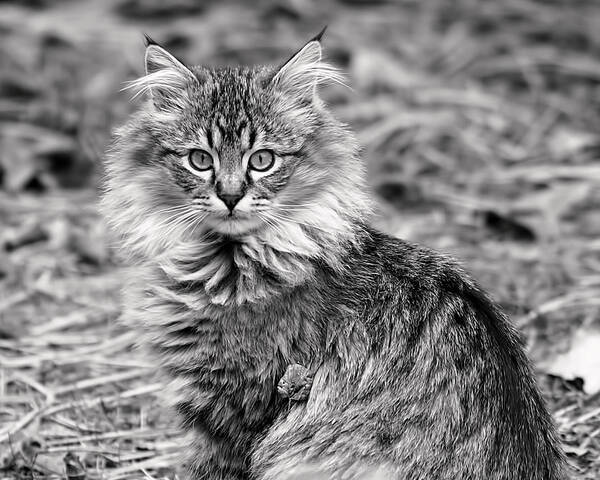 Cat Poster featuring the photograph A Young Maine Coon by Rona Black