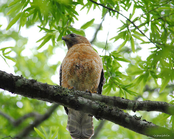 Red Shouldered Hawk Poster featuring the photograph Adult Red Shouldered Hawk by Jai Johnson
