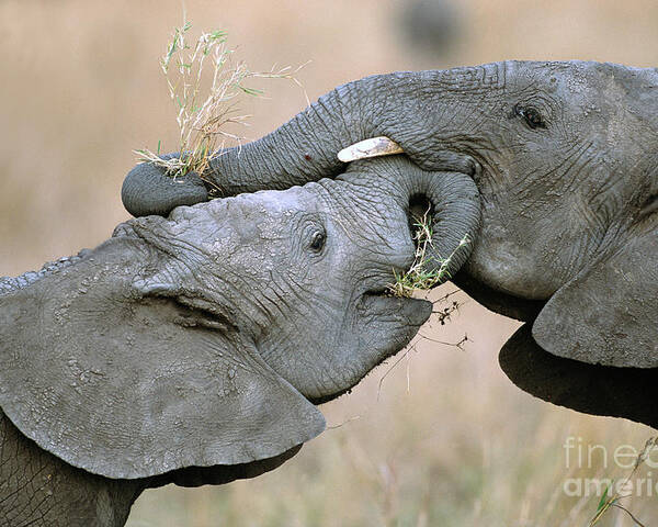 00344808 Poster featuring the photograph African Elephant Calves Playing by Yva Momatiuk and John Eastcott