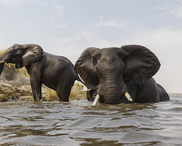 Vincent Grafhorst Poster featuring the photograph African Elephants In The Chobe River by Vincent Grafhorst