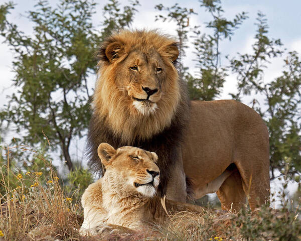 Nis Poster featuring the photograph African Lion And Lioness Botswana by Erik Joosten