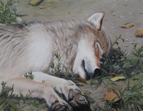 Wolf Poster featuring the painting Afternoon Nap by Tammy Taylor