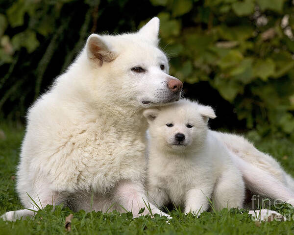 Dog Poster featuring the photograph Akita Inu Dog And Puppy by Jean-Michel Labat