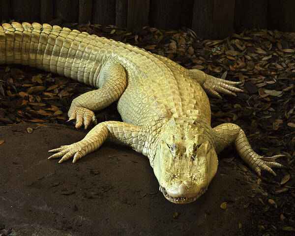  Poster featuring the photograph Albino Alligator by Bill Barber