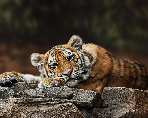 Amur Tiger Cub Poster featuring the photograph Amur Tiger Twin by Theo OConnor