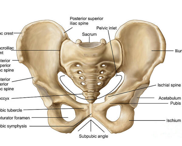 Anatomy Of Human Pelvic Bone Poster By Stocktrek Images