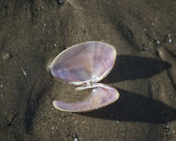 Sea Shell Poster featuring the photograph Angel Wings by Spikey Mouse Photography