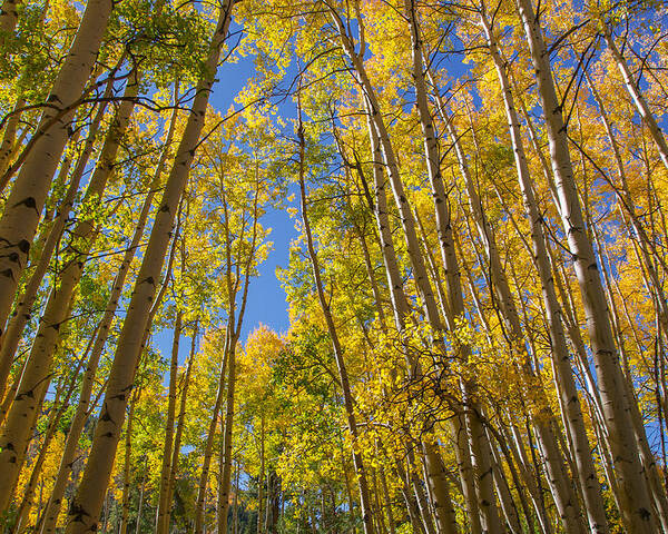 Aspen Poster featuring the photograph Apsen Canopy by Aaron Spong