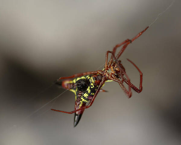 Arrow-shaped Micrathena Spider Starting A Web Poster featuring the photograph Arrow-Shaped Micrathena Spider Starting A Web by Daniel Reed