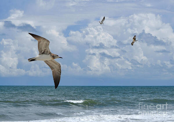 Beach Poster featuring the photograph As Birds Fly by Kathy Baccari