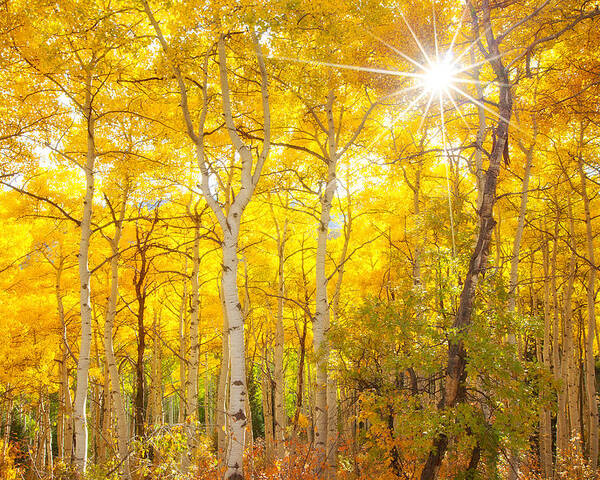 Aspens Poster featuring the photograph Aspen Morning by Darren White