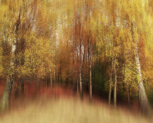 Autumn Poster featuring the photograph Autumn Impression by Gustav Davidsson