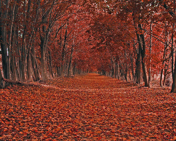 Autumn Poster featuring the photograph Autumn by Raymond Salani III