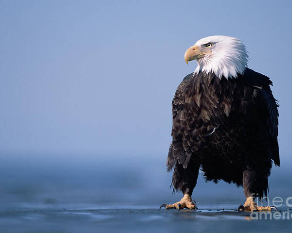00343884 Poster featuring the photograph Bald Eagle At Low Tide by Yva Momatiuk John Eastcott
