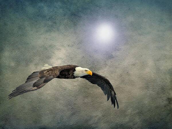 Eagle Poster featuring the photograph Bald Eagle Textured Art by David Dehner