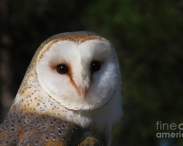 Nature Poster featuring the photograph Barn Owl by Deborah Smith