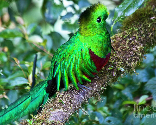 Bird Poster featuring the photograph Beautiful Quetzal 2 by Heiko Koehrer-Wagner