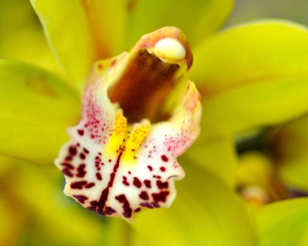 Orchid Poster featuring the photograph Beautiful yellow orchid by Sue Morris