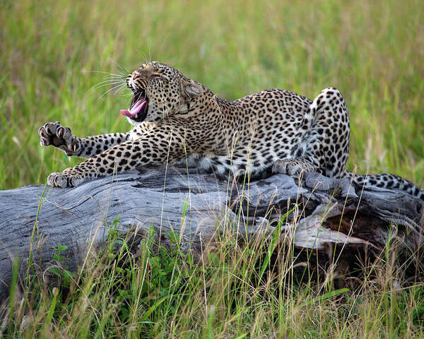 Leopard Poster featuring the photograph Big Cat by Alessandro Catta