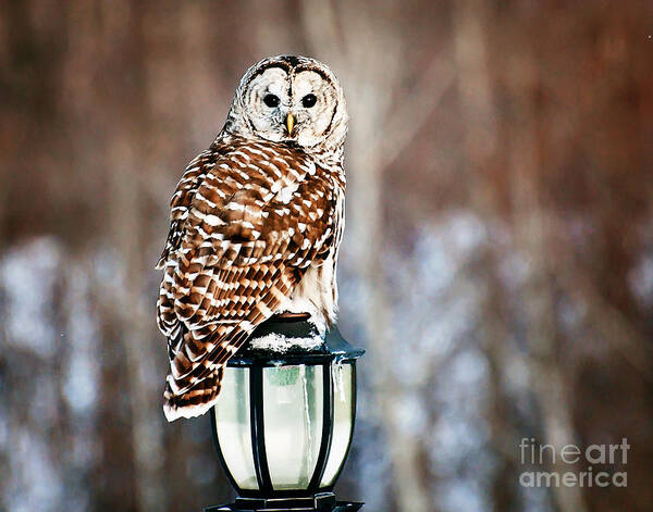 Barred Owl Print Poster featuring the photograph Bird of Prey Barred Owl by Gwen Gibson