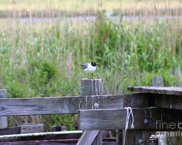 Bird Poster featuring the photograph Bird on Bayou Post by Andre Turner
