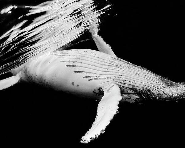 Whale Poster featuring the photograph Black & Whale by Barathieu Gabriel