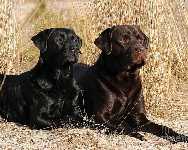 Black And Brown Labrador Retriever Dogs Lying In Reed ...