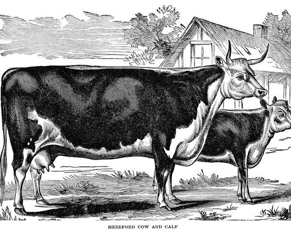 Cow Art Print Hand Drawn Animal Pencil Drawing A4  A5  Etsy  Cow art  print Pencil drawings of animals Cow art