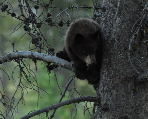 Black Bear Poster featuring the photograph Black Bear Cub in Tree by Frank Madia