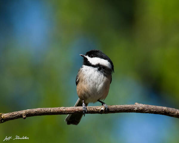 Animal Poster featuring the photograph Black Capped Chickadee Perched on a Branch by Jeff Goulden