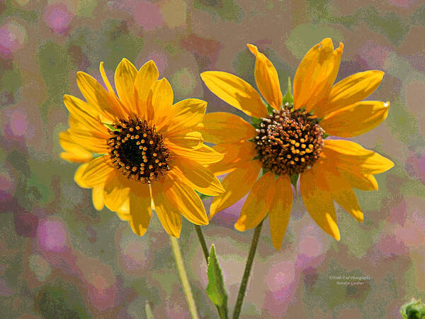  Poster featuring the photograph Black-eyed Susan by Matalyn Gardner