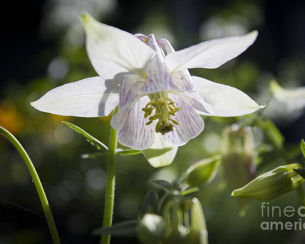 Columbine Poster featuring the photograph Blooming Columbine by Brad Marzolf Photography