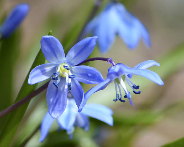 Siberian Squill Poster featuring the photograph Blue Beauties by Forest Floor Photography