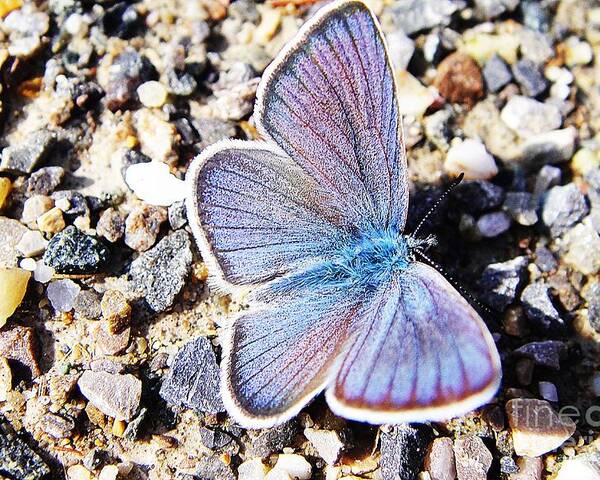 Butterfly Poster featuring the photograph Blue butterfly on gravel by Karin Ravasio