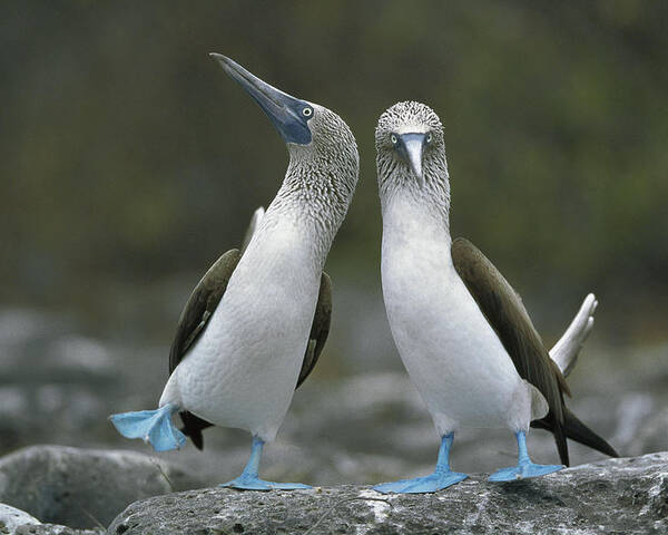 00141144 Poster featuring the photograph Blue Footed Booby Dancing by Tui De Roy