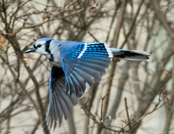 Blue Jay Poster featuring the photograph Blue Jay by Holden The Moment