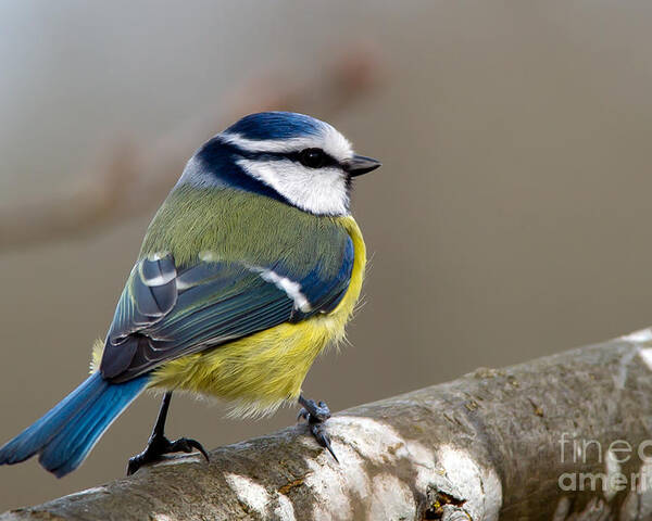 Blue Tit Poster featuring the photograph Bluehood by Torbjorn Swenelius