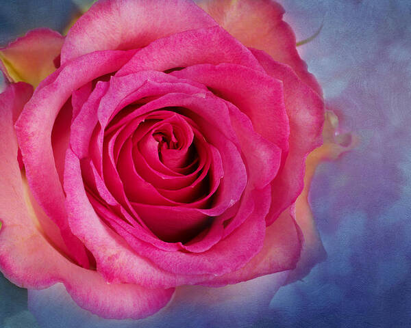 Pink Rose Poster featuring the photograph Blush by Marina Kojukhova