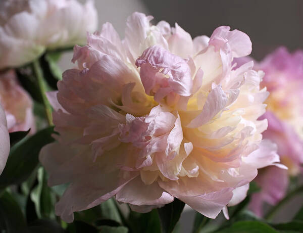 Peony Poster featuring the photograph Blushing Peony by Rona Black