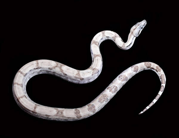 Anery Type 2 Super Ghost Boa Constrictor Poster featuring the photograph Boa on Black by Robert Jensen