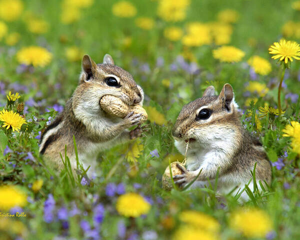 Chipmunk Poster featuring the photograph Bountiful Generosity by Christina Rollo