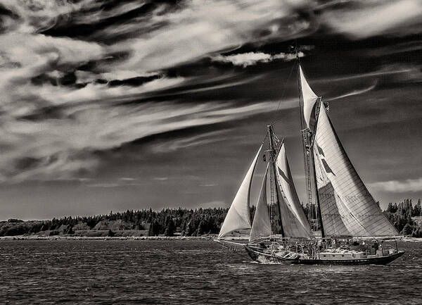 Windjammer Poster featuring the photograph Bowditch No. 1 by Fred LeBlanc