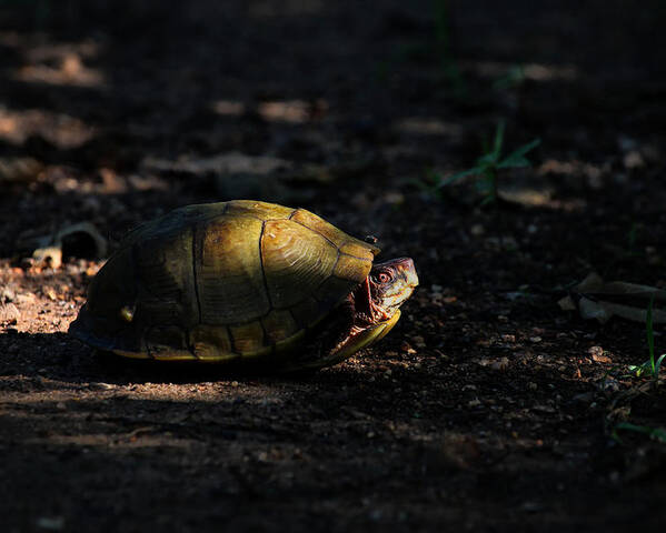 Box Turtle Poster featuring the photograph Box Turtle at Sunrise on Old Erbie Road by Michael Dougherty