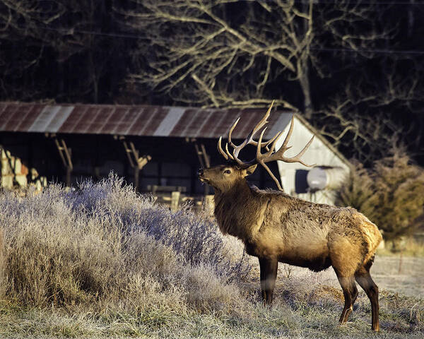 Bull Elk Poster featuring the photograph Boxley Stud at Clark Pond by Michael Dougherty