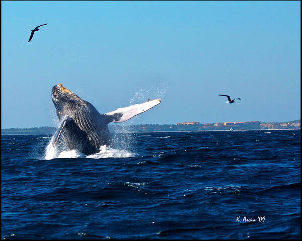 Whale Poster featuring the photograph Breaching Whale by Ken Arcia