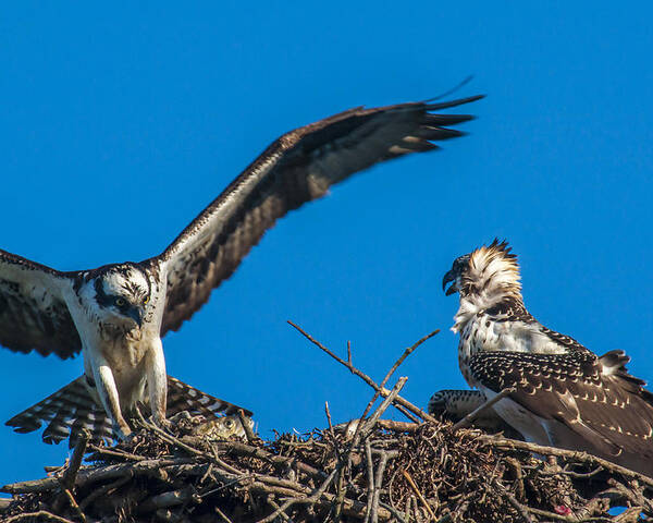 Osprey Poster featuring the photograph Bringing Home Dinner by Cathy Kovarik