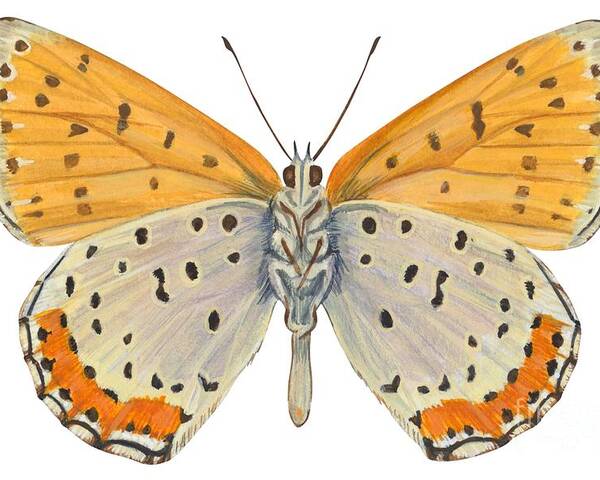 Zoology; No People; Horizontal; Close-up; Full Length; White Background; One Animal; Animal Themes; Nature; Wildlife; Symmetry; Fragility; Wing; Animal Pattern; Antenna; Entomology; Illustration And Painting; Spotted; Yellow; Bronze Poster featuring the drawing Bronze copper butterfly by Anonymous
